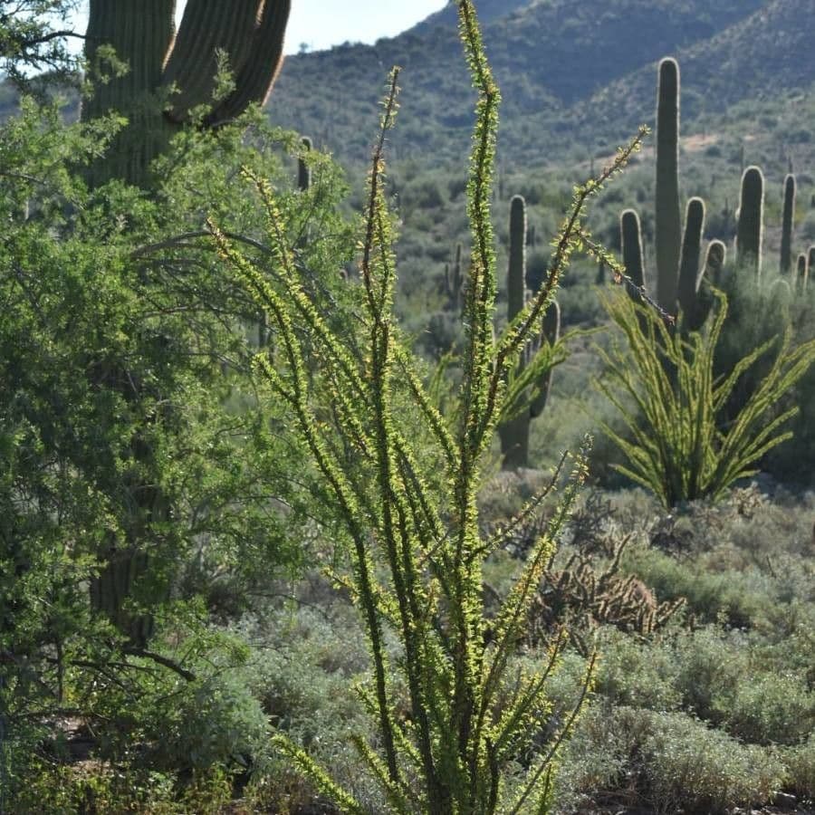Ocotillo 16