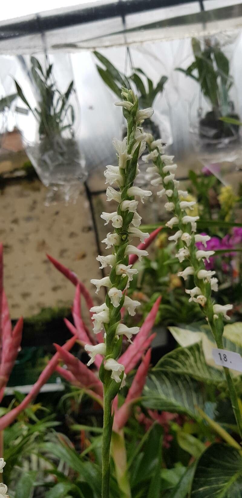 Spiranthes cernua 4