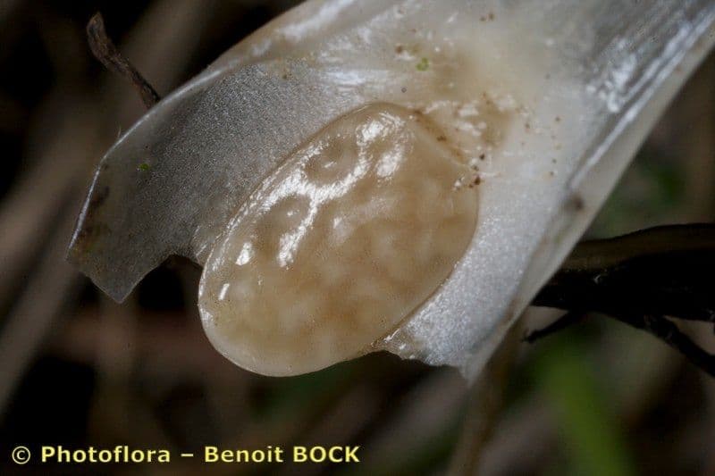 Isoetes setacea