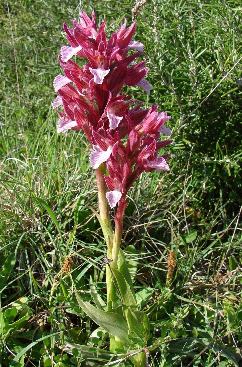 Orchis papillon 7