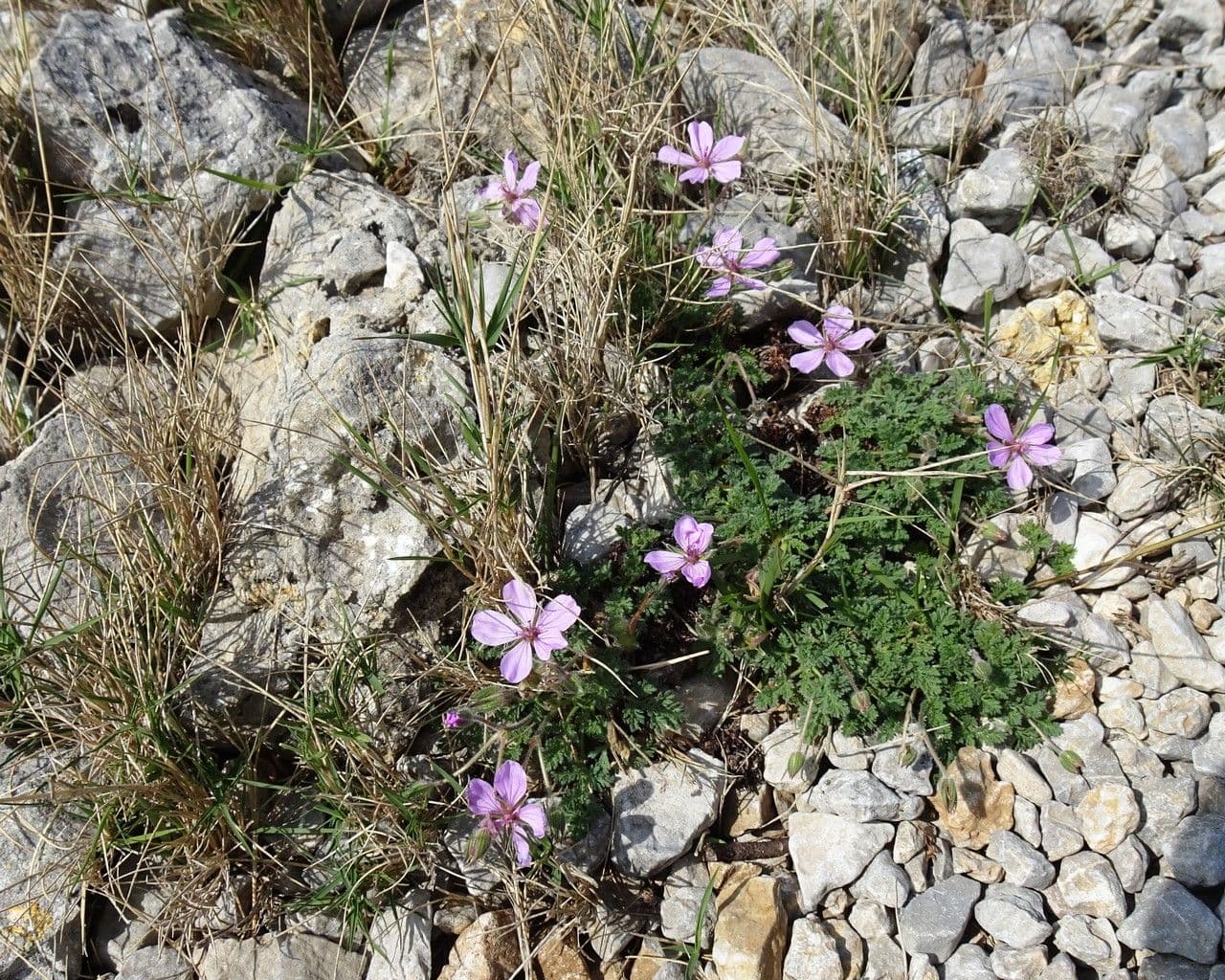Stinkender Storchschnabel 15
