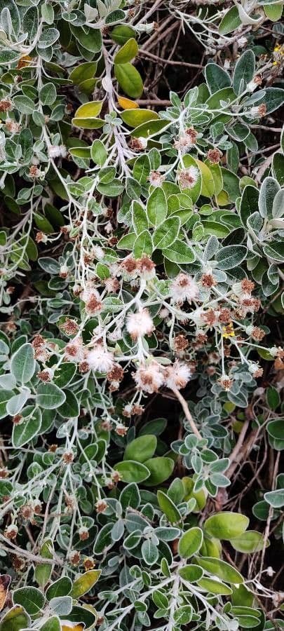 Brachyglottis 22