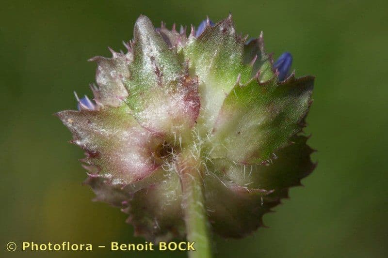 Jasione 5