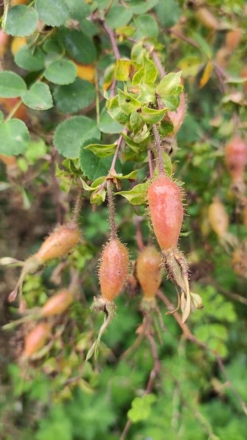 Rosa 2