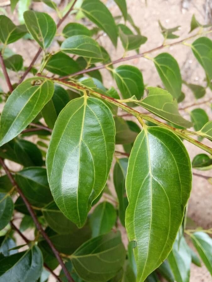 Goupia glabra 9