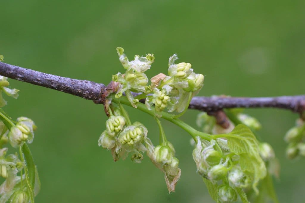 Celtis laevigata 8