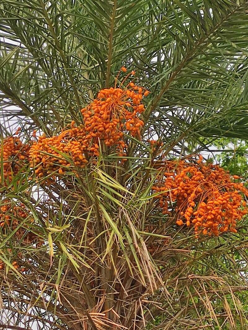 Palma da datteri selvatica 2