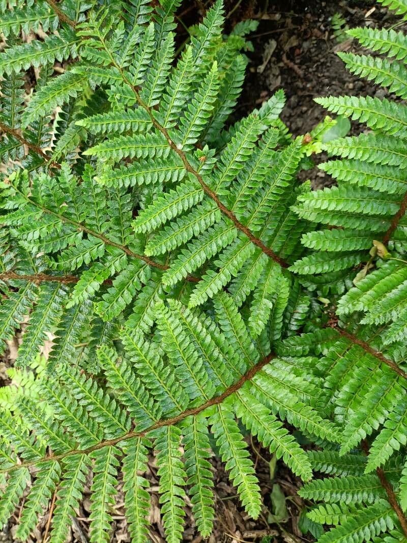 Polystichum polyblepharum 15