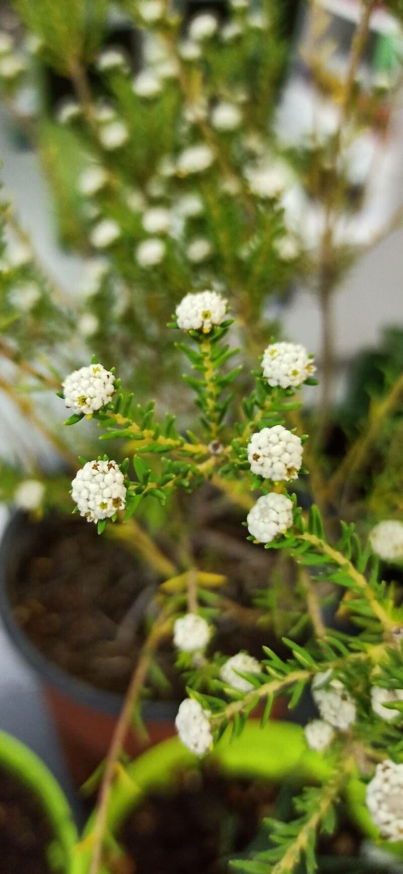 Phylica ericoides 3