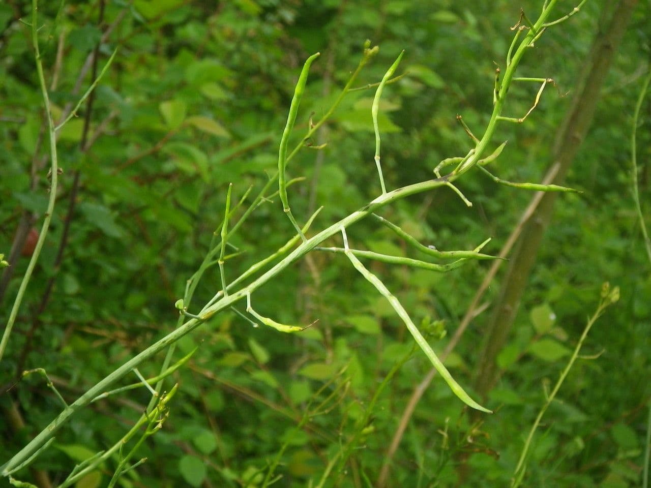 Erba cornacchia altissima 4