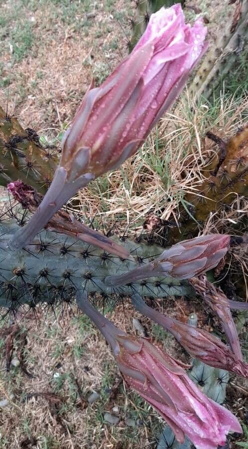 Cereus 2