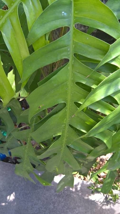 Rhaphidophora 12