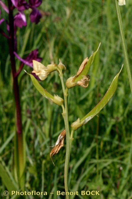 Lathyrus 19
