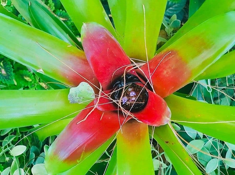 Bromelia arrossata 14