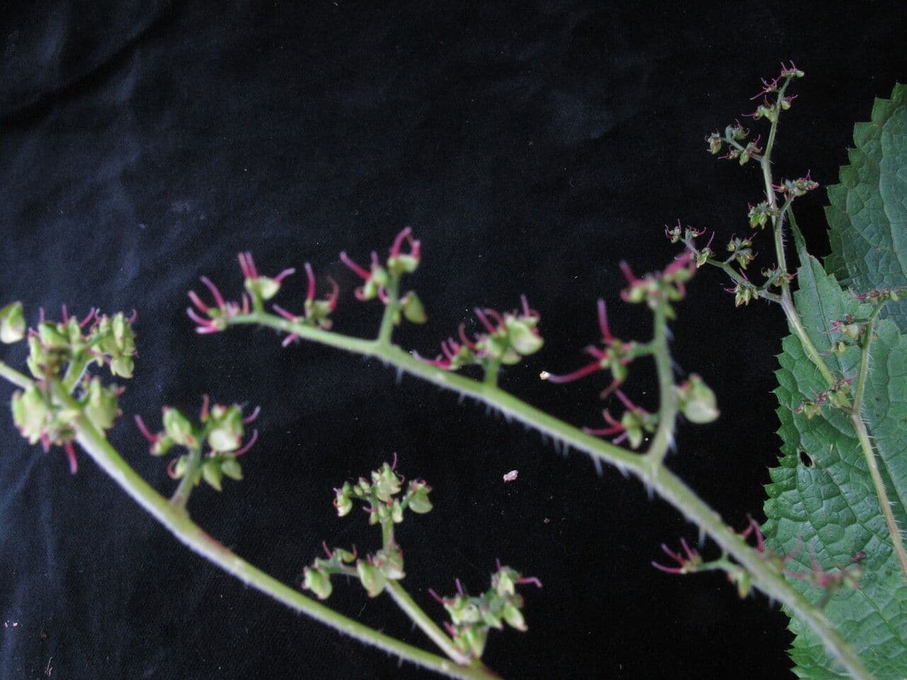 Laportea 6