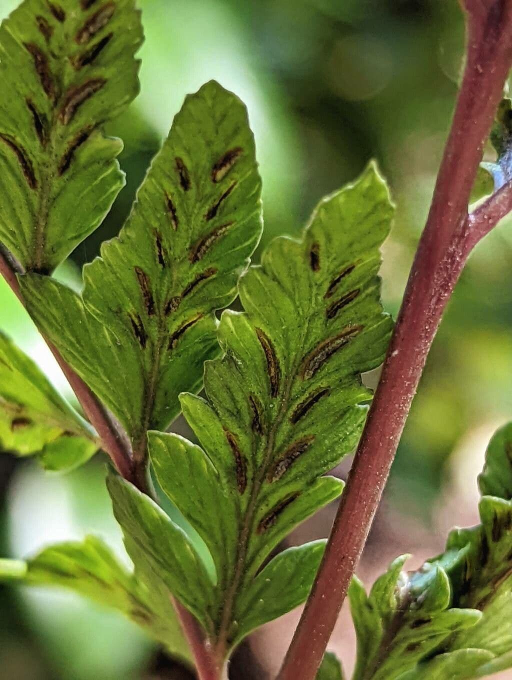 Athyrium 2