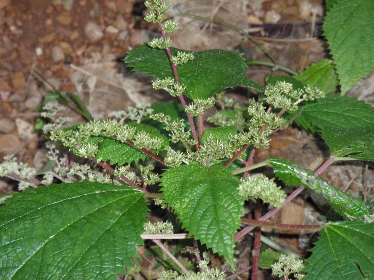 Laportea aestuans 3