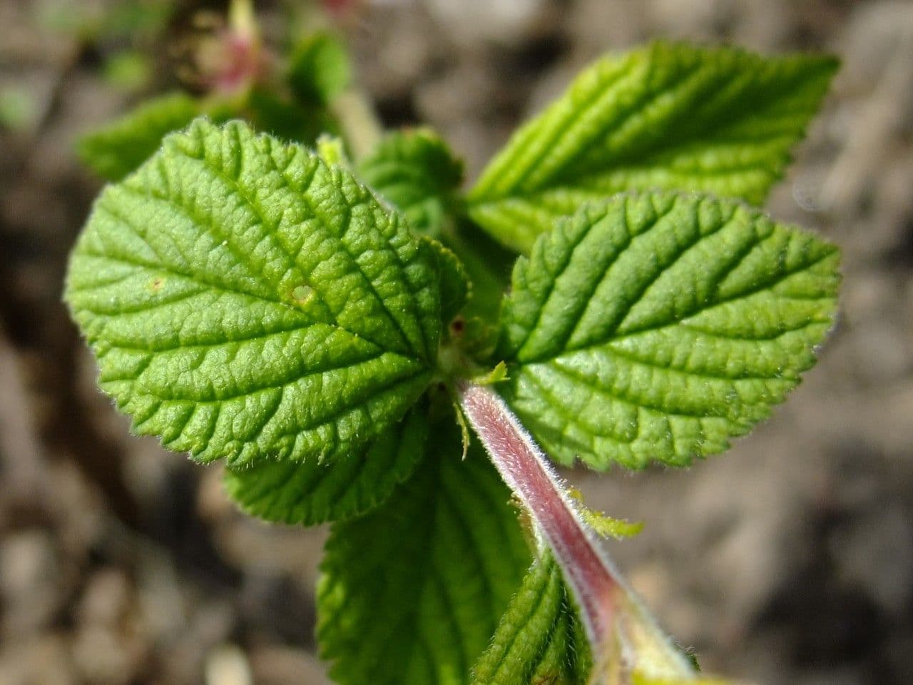 Prunus tomentosa 19