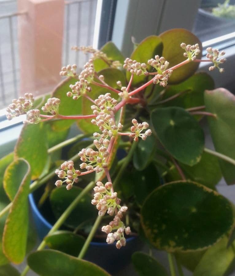 Chinesischer Geldbaum 3