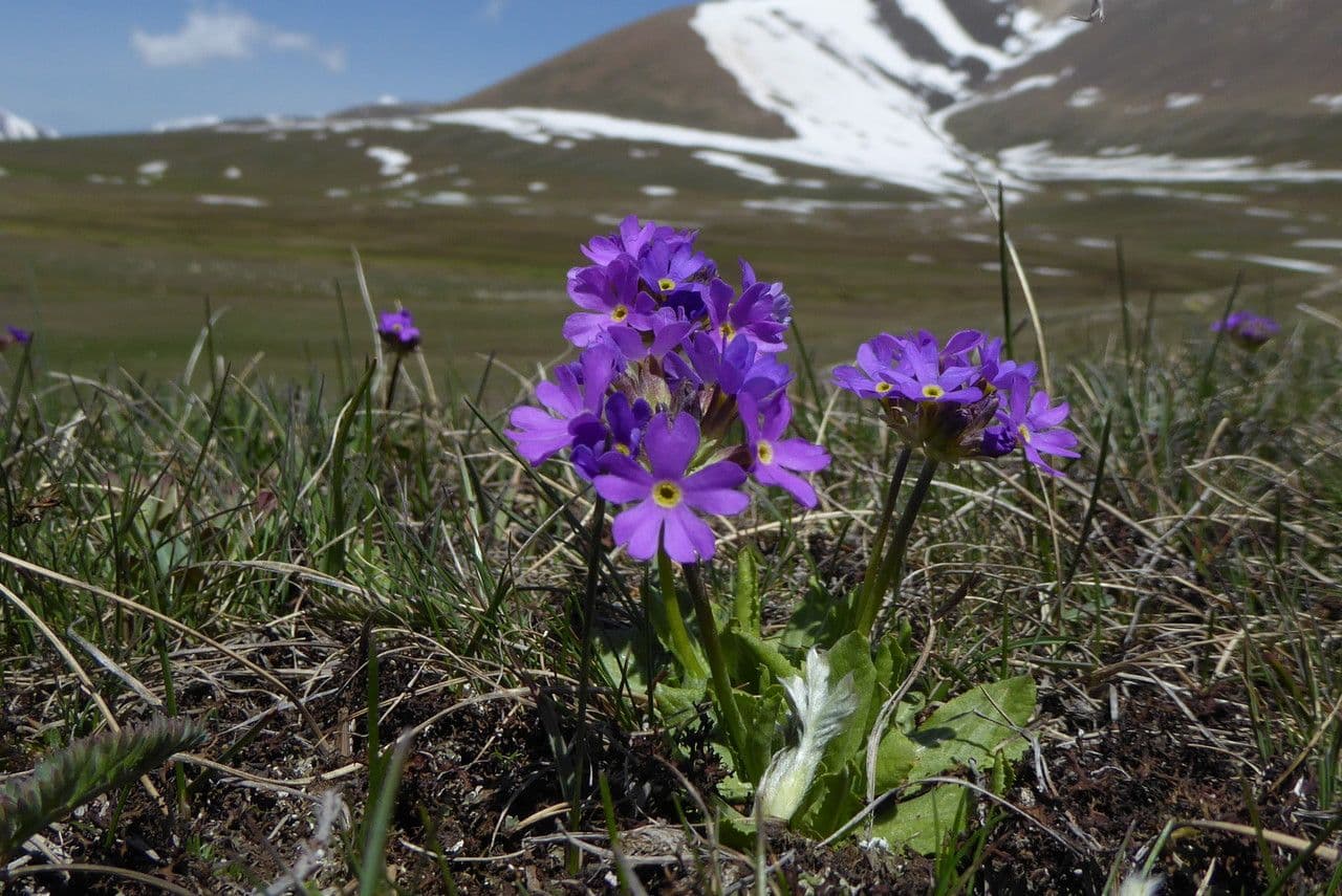 Primula 2