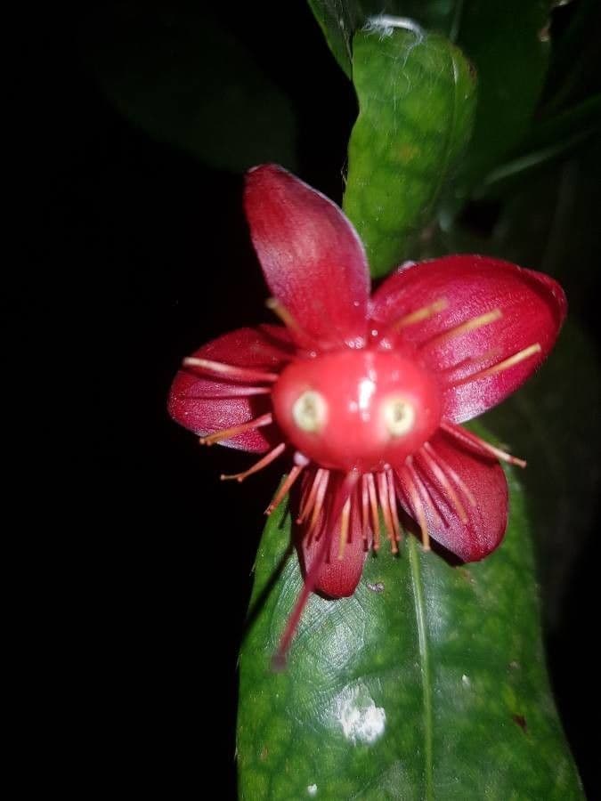 Ochna serrulata