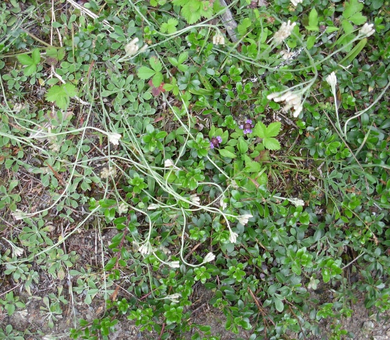 Antennaria lanata 5