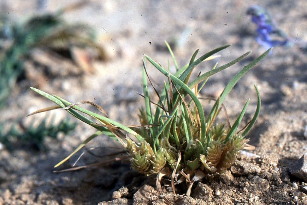 Ammochloa 3