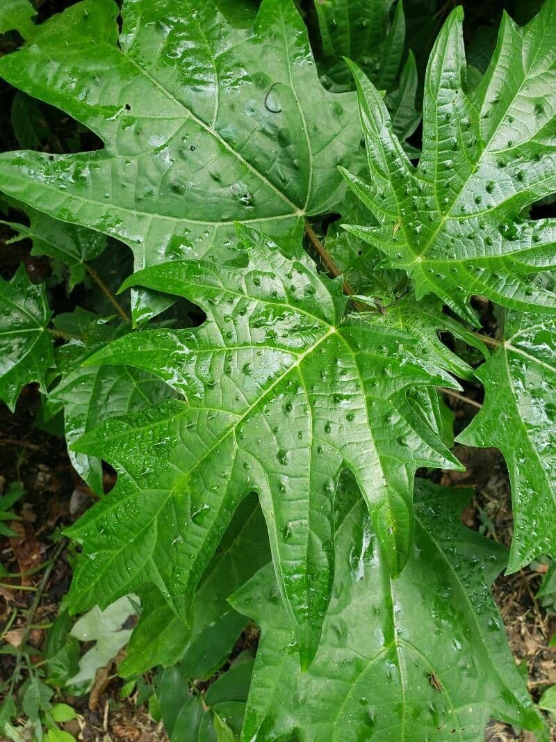 Urera 3