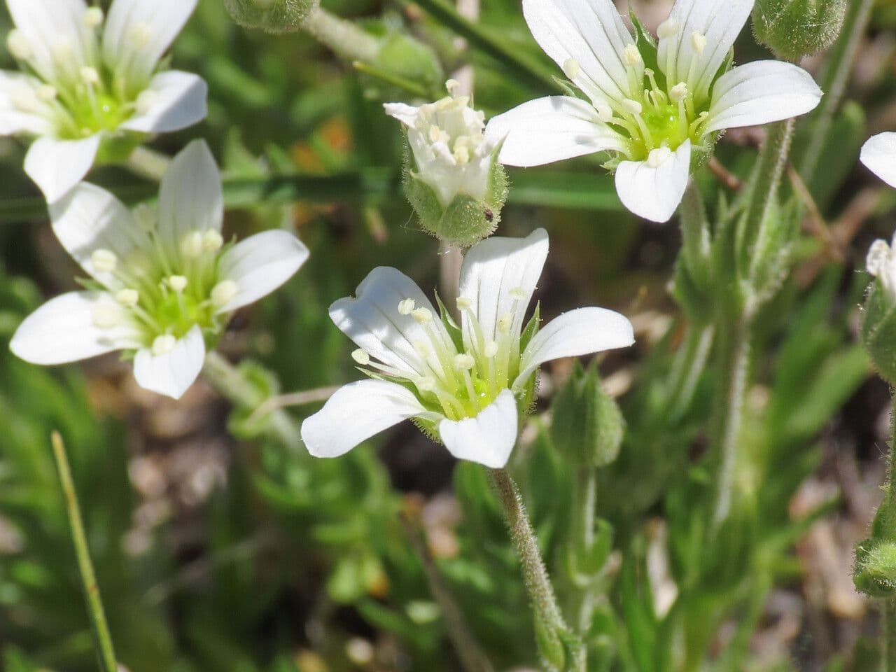 Arenaria grandiflora 3