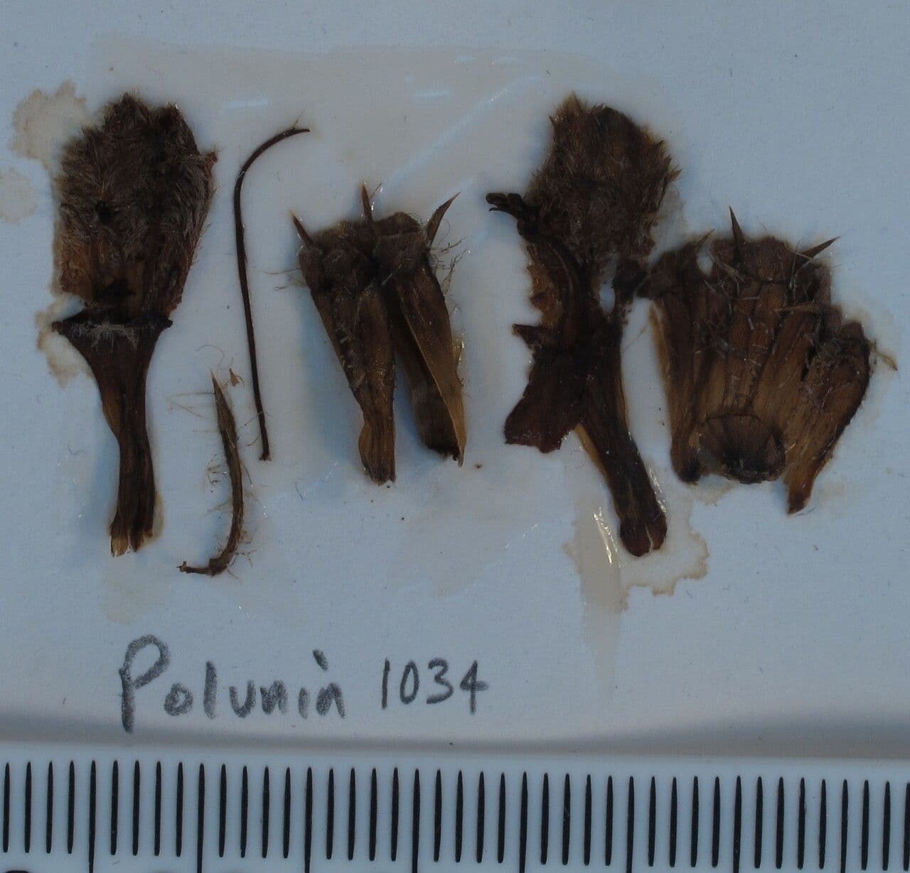 Phlomoides 8