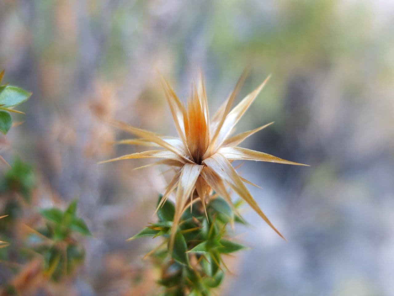 Chuquiraga 5
