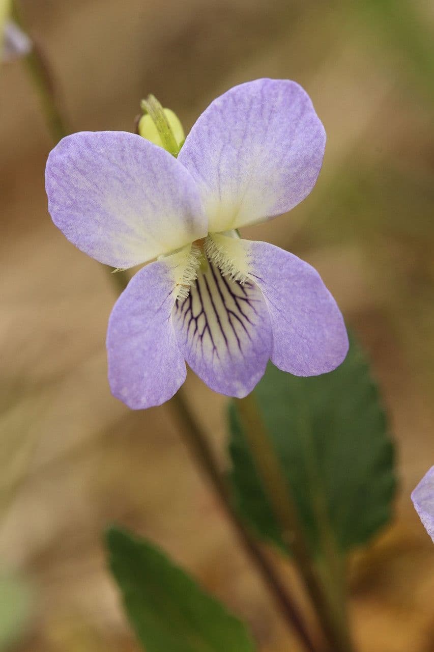 Viola pallida