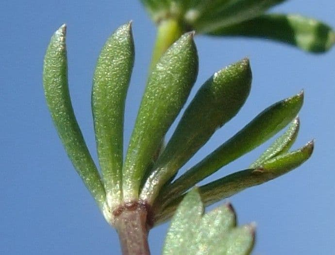 Galium pseudo-svizzero 13