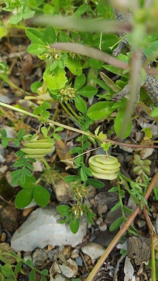 Erba medica orbicolare 5