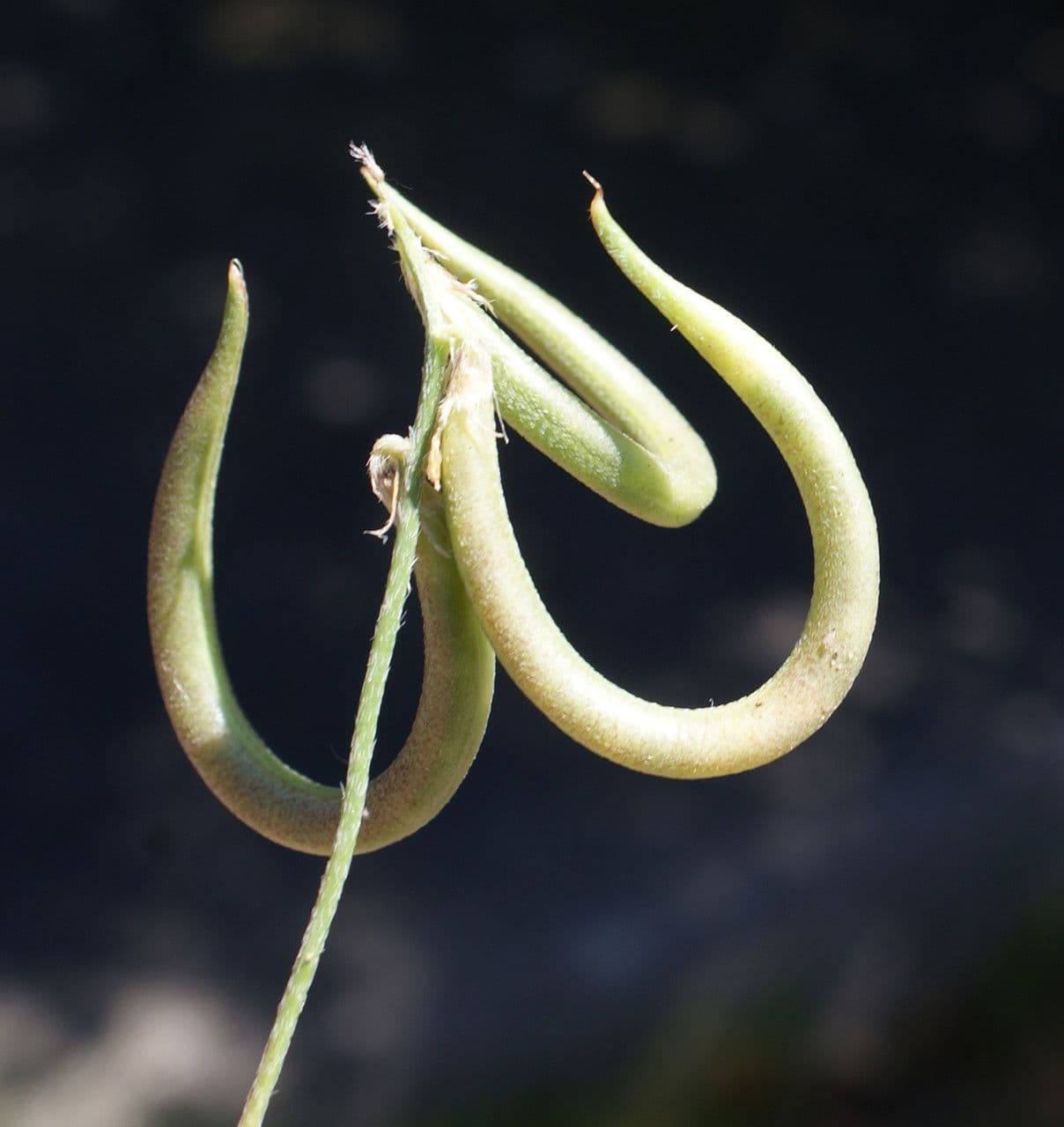 Astragalus hamosus