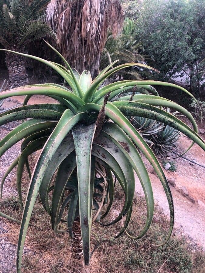 Aloe helenae