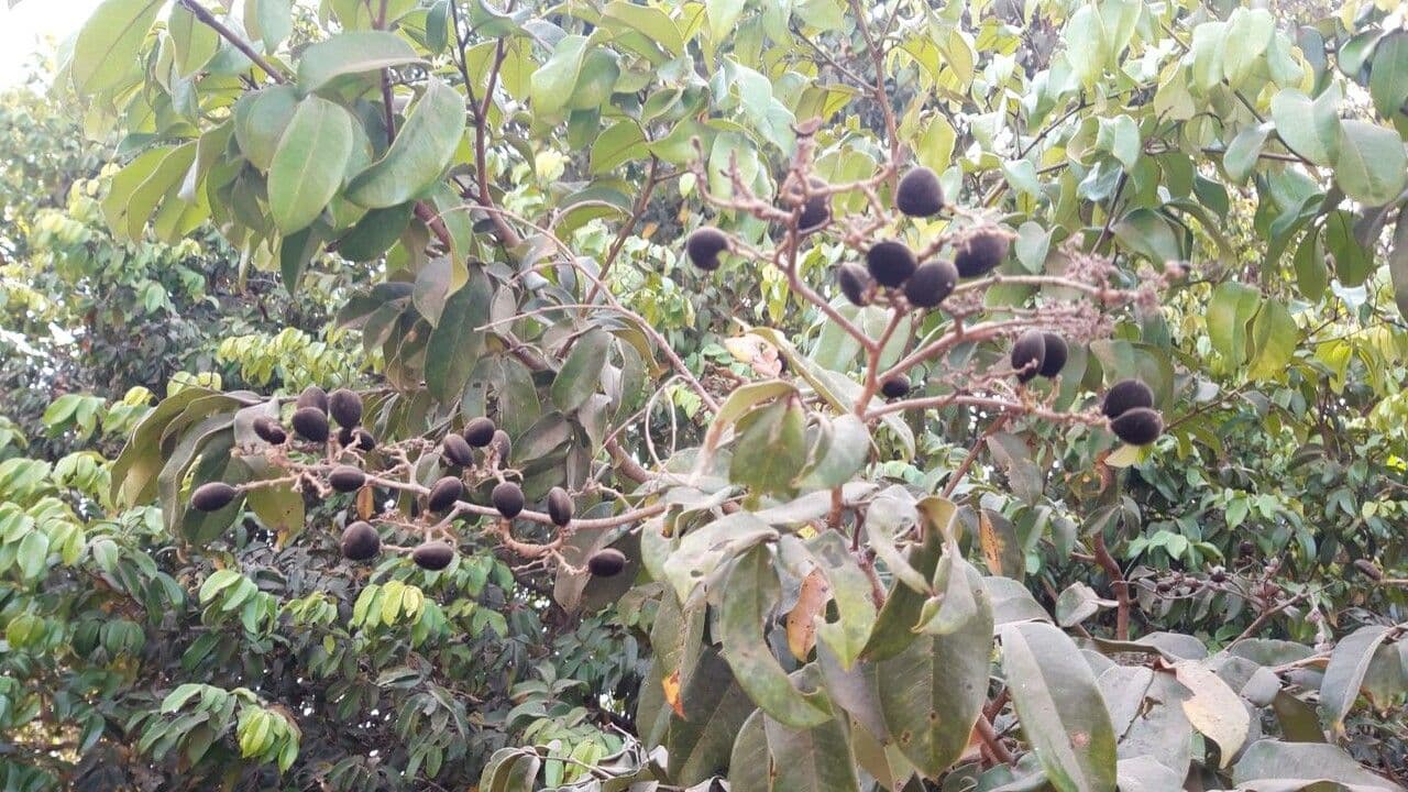 Dialium guineense 3