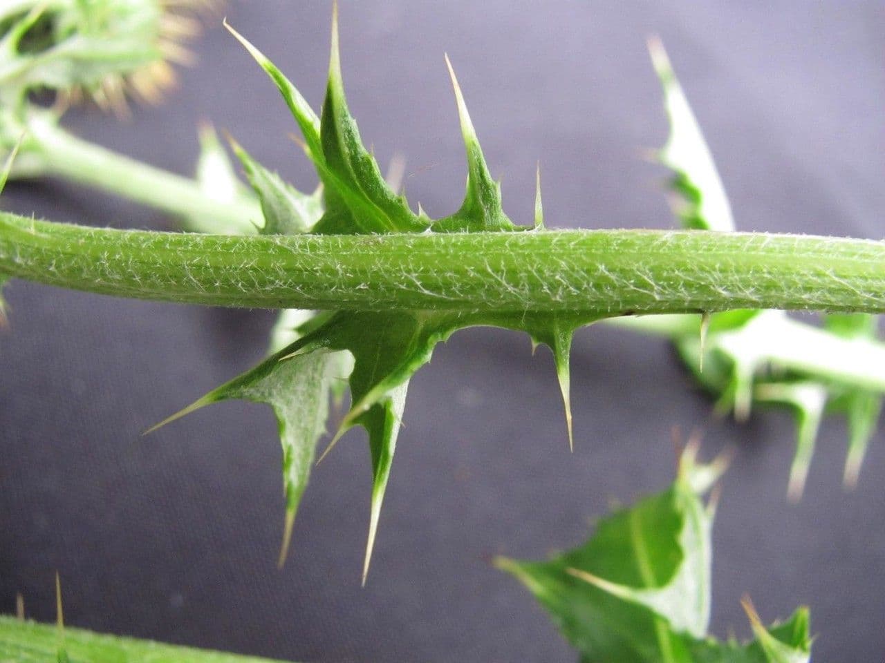 Cirsium mexicanum 13