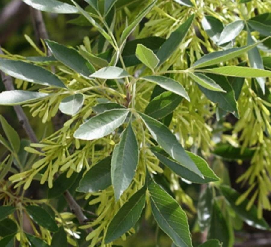 Samtiger Eschen-Baum 5
