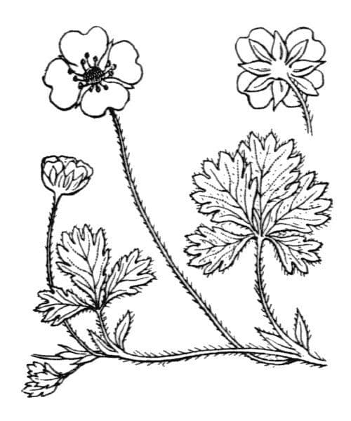 Mochna anglická 19