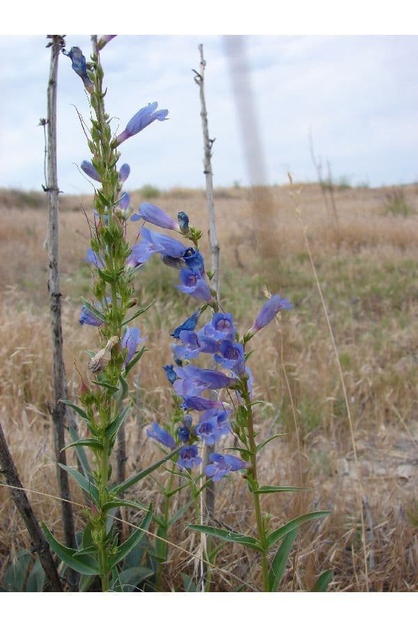 Penstemon 5