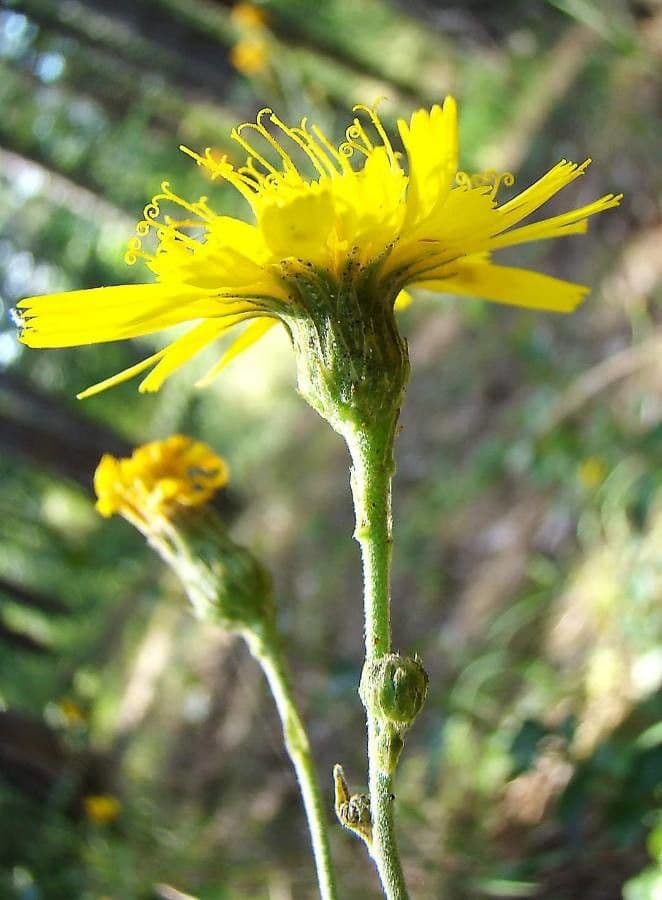 Racemose hawkweed 9