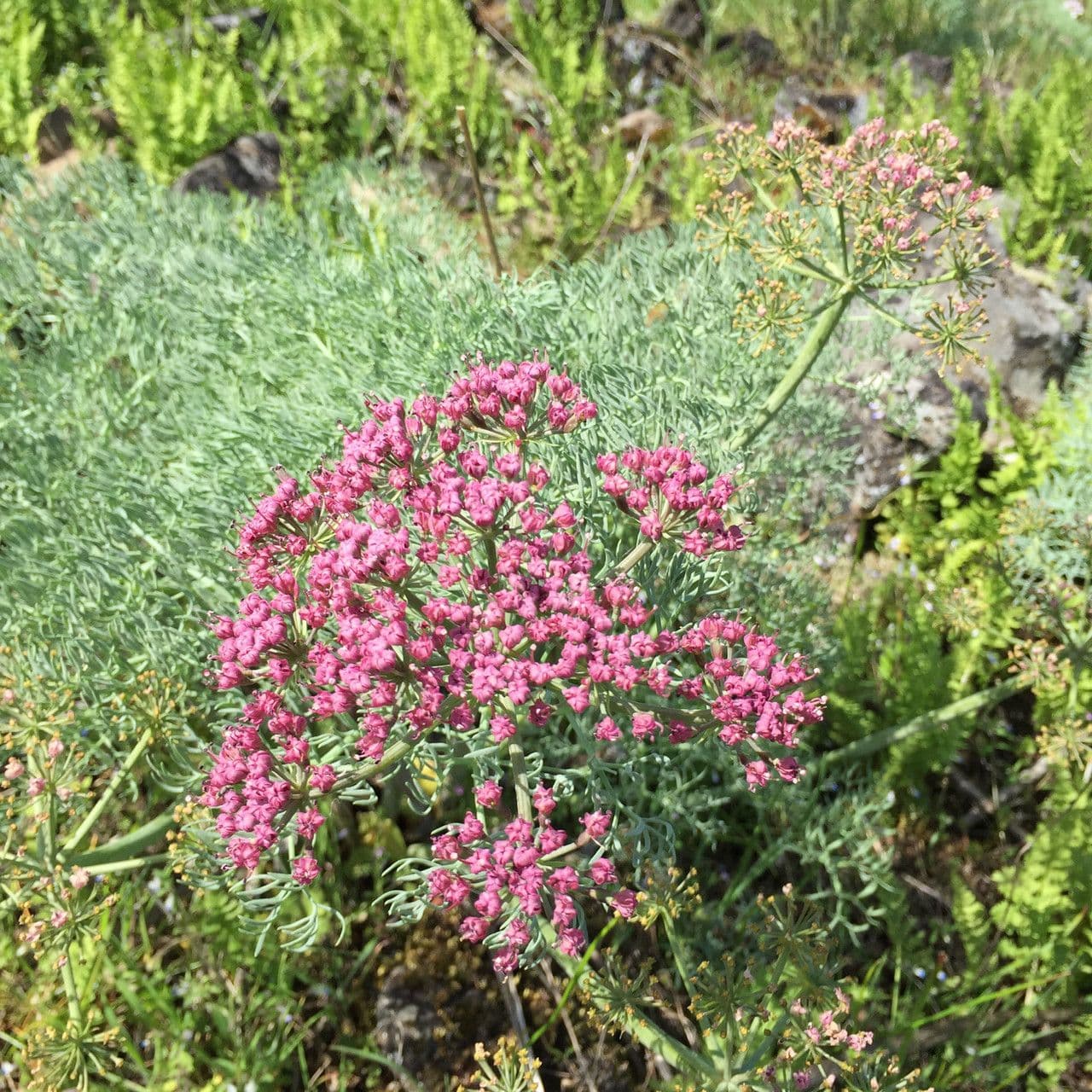 Lomatium 3