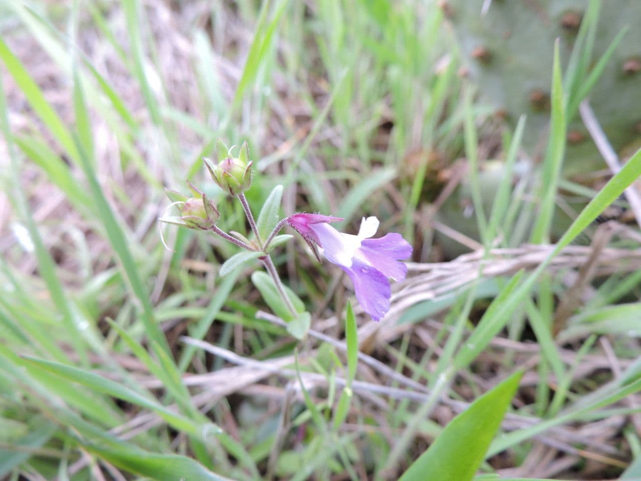 Collinsia viola 9