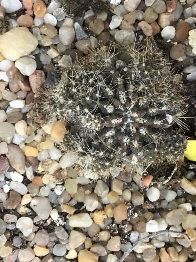 Copiapoa 3