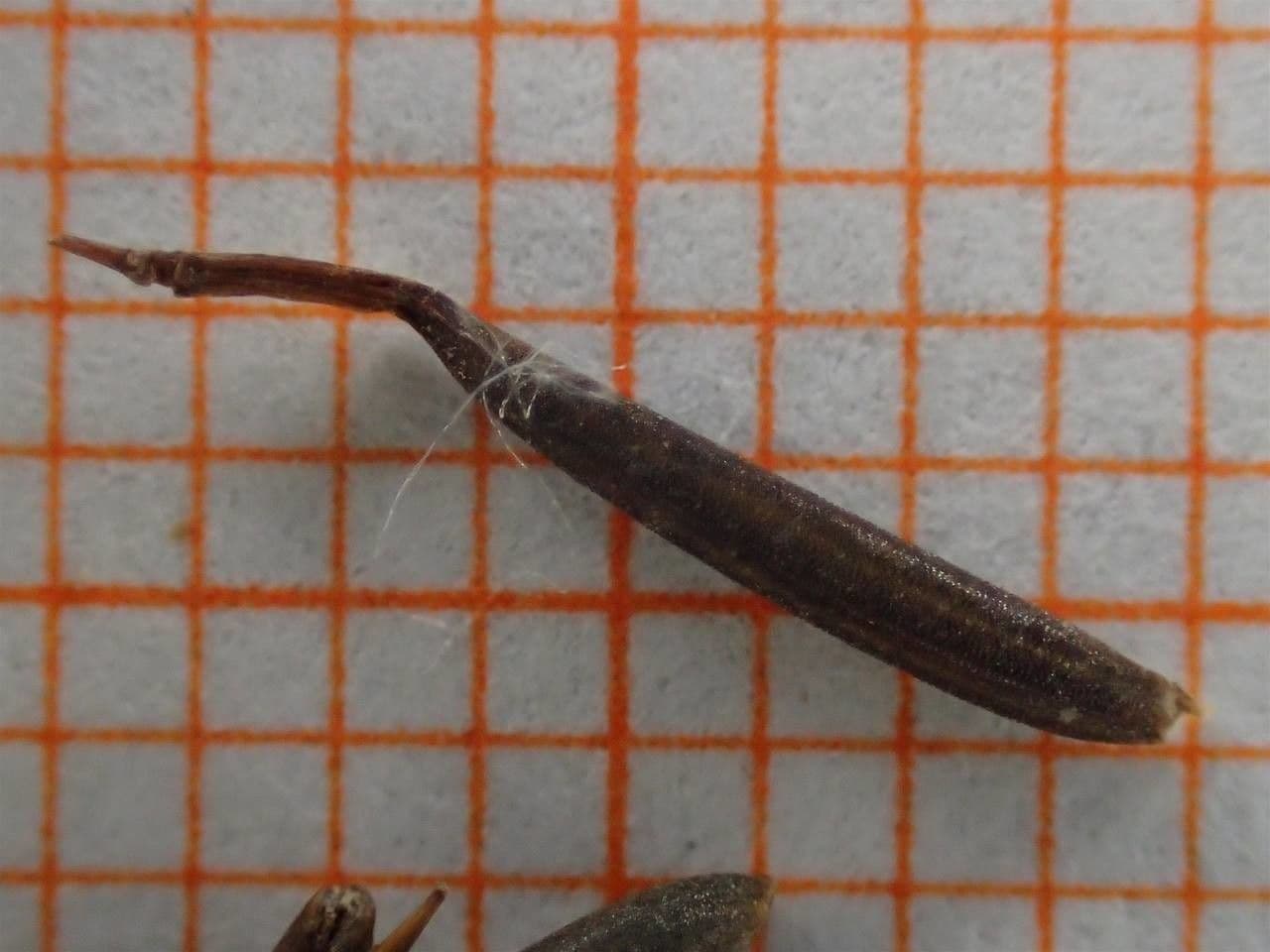 Kerbelrübe 29