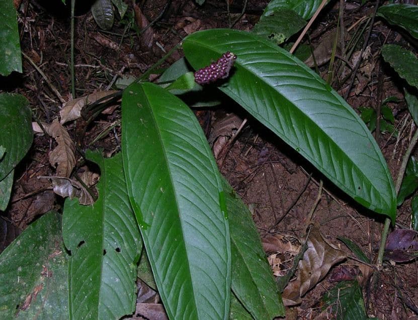 Anthurium lanceolato 2