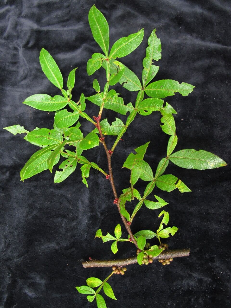 Zanthoxylum 12