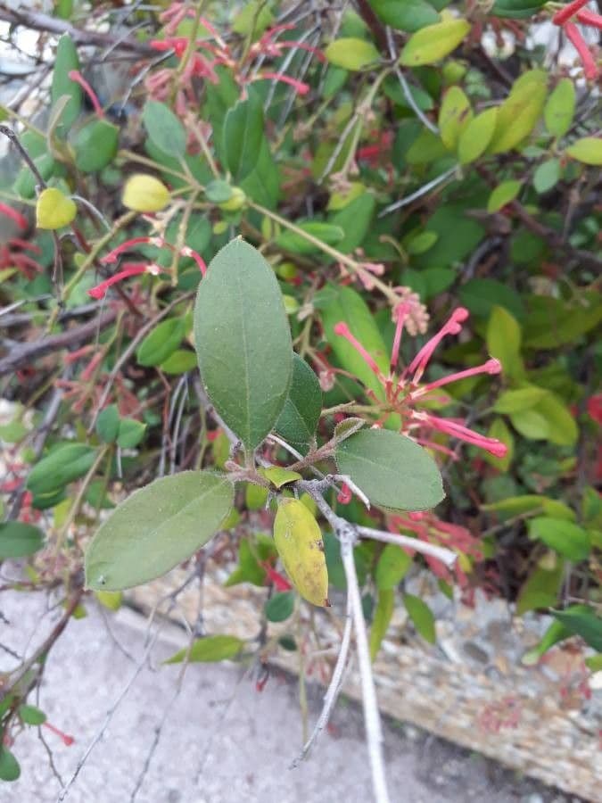 Rhyolith-Grevillea 7