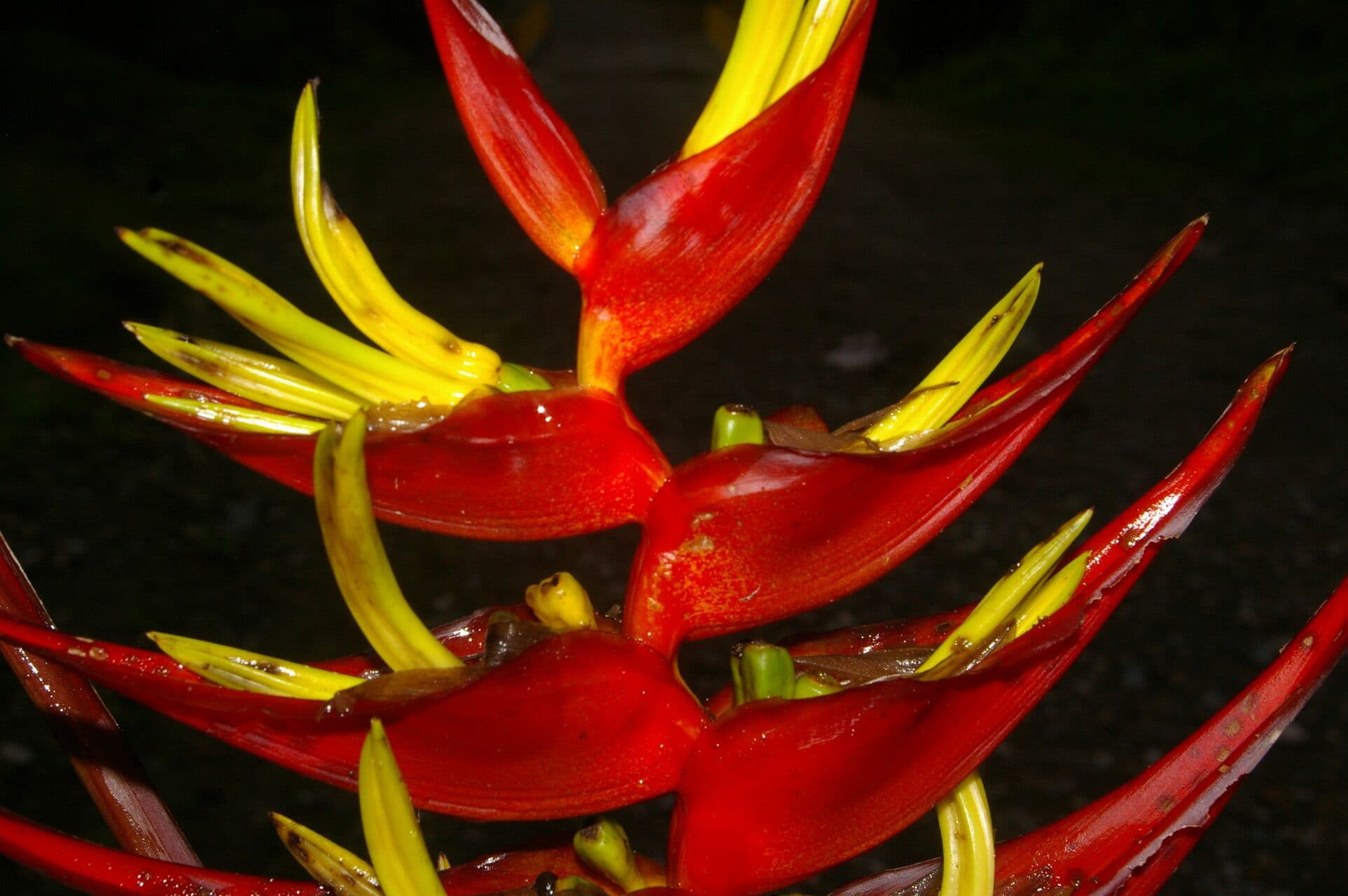 Heliconia di Lankester 5